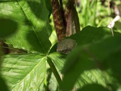 Tree Frog on Jack-in-the-Pulpit