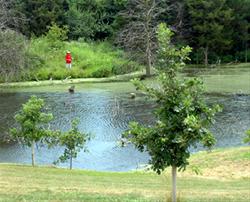 Heron Hideaway Pond-Discovery Park.jpg