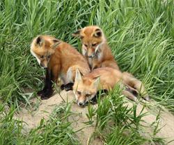 Curious Foxes