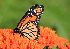 Monarch butterfly at Chipera Prairie