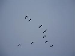 Sandhill Cranes in the Air