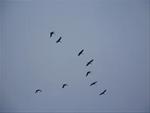 Sandhill Cranes in the Air