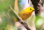 Yellow warbler on PFRT
