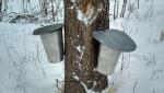 Collecting sap to make maple syrup