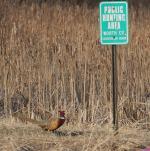 Pheasant near sign