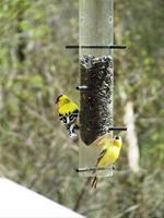 Goldfinces at the Feeder