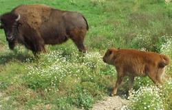 Buffalo Grazing at Cody Homestead