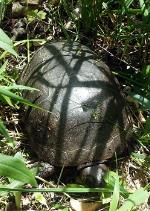 Blandings Turtle at Roberts Wildlife Area