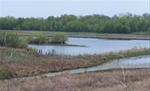 Cedar Creek Wetlands