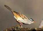 White-crowned sparrow at Chipera Prairie
