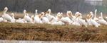 Pelicans at Cedar View Wetlands