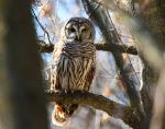 Barred Owl at Moe Park