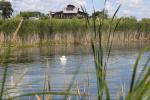 Dickinson County Nature Center and rehabilitated trumpeter swans