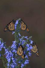 Monarchs on Blue Sage
