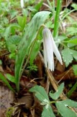 Trout Lily at Phebe Timber