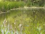Hickory Hills pond