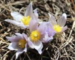 Hamilton Tapken Prairie Pasque Flowers