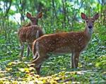 Twin Fawns at Moorehead Park