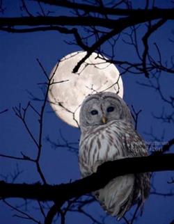 Full Moon Owl Prowl