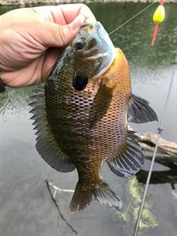 Bluegill Caught out of Lake Miami