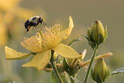 Parks for Pollinators BuzzBlitz 2019