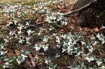 Snow trilliums in Ludwig Park