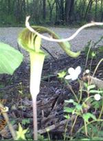 Jack-In-The Pulpit Flower