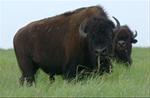 Bison at the Prairie Heritage Center