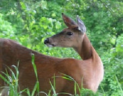 Whitetail Deer at S.E Robinson Wildlife Area