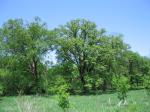 Rehrauer natural area, large oaks