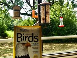 Bird Feeder Around Nature Center