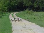 Canadian Geese Hamlin Garland Wildlife Area