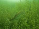 Largemouth bass in Turkey Ridge lake