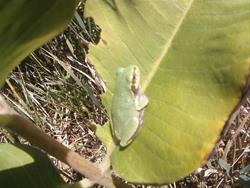 Tree Frog on Milkweed