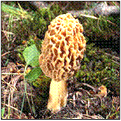 morel mushroom