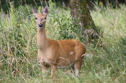 Whitetail Deer at Seely Creek Timber