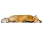 Vesta the red fox
