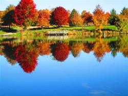 Fall color near Maynes Grove Pond