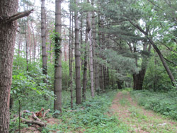 Planted pine grove