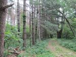Planted pine grove
