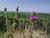 Purple Prairie Clover on Loess Hills ridge