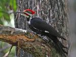 Pileated Woodpecker can be heard echoeing through the Hartman forest