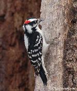 Downey woodpeckers